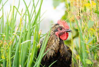 Breed Profile: Marans Chicken
